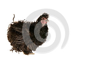 Black Frizzle Chicken isolated on white