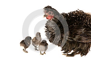 Black Frizzle Chicken with three baby chicks isolated on white