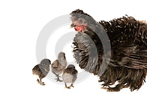 Black Frizzle Chicken with three baby chicks isolated on white photo