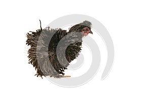 Black Frizzle Chicken walking across white background