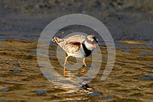 Black Fronted Dotterel in Australasia