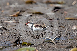 Black-fronted Dotterel in Australia