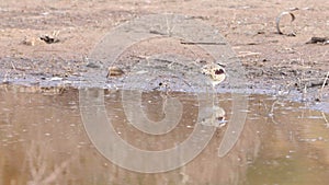 black-fronted dotterel feeding at redbank waterhole