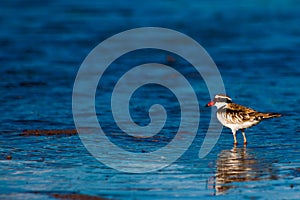 Black fronted dotterel with refelctions in water