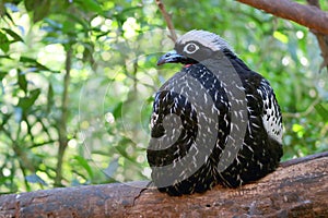 Black-fronted Piping Guan or Jacutinga Bird Perching on the Tree