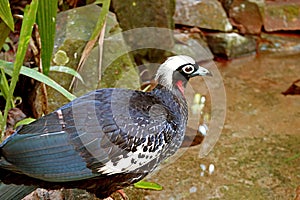 Black-fronted Piping Guan or Jacutinga Bird in the Sunlight