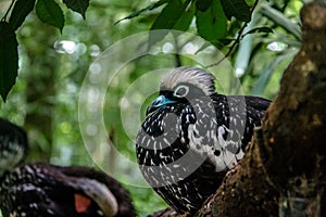 Black-fronted Piping Guan or Jacutinga at Parque das Aves - Foz do Iguacu, Parana, Brazil photo