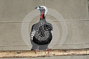 Black-fronted piping-guan, Penelope jacutinga