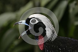 Black-fronted piping-guan, Penelope jacutinga