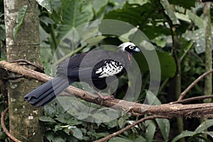 Black-fronted piping-guan, Penelope jacutinga