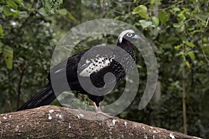 Black-fronted piping-guan, Penelope jacutinga