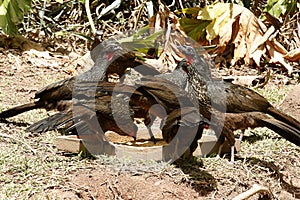 Black-fronted piping-guan, Penelope jacutinga photo
