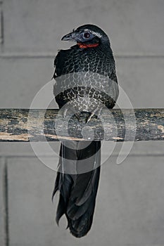 Black-fronted piping-guan, Penelope jacutinga photo
