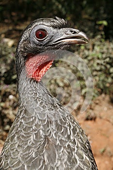 Black-fronted piping-guan, Penelope jacutinga photo