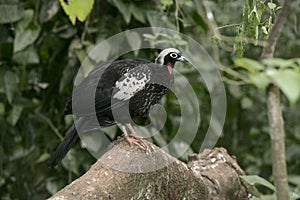 Black-fronted piping-guan, Penelope jacutinga photo