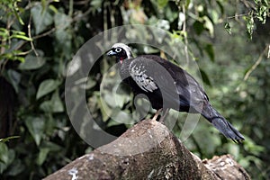 Black-fronted piping-guan, Penelope jacutinga photo