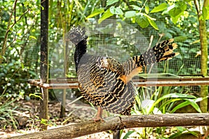 Black fronted piping guan, Penelope jacutinga, single bird in Iguazu National park, Foz do Iguacu, Brazil