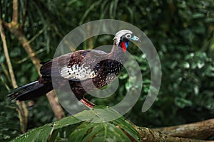 Black-fronted Piping Guan photo