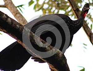 Black fronted piping guan wild Costa Rica turkey like bird photo