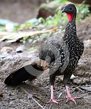 Black fronted piping guan wild Costa Rica turkey like bird photo