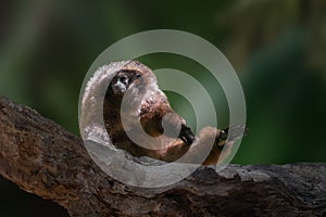 Black-fronted Titi Monkey