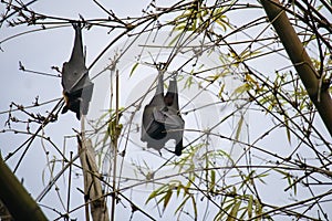 black fruit bats hanging upside down from tree branches in kolkata. these nocturnal animals sleep in this position in daytime
