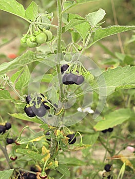 Black fruit of Solanum nigrum plant