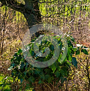 Black fruits of ivy on a tree trunk in sunlight