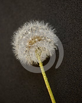 Black fund with dandelion fluff