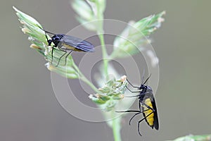 Black Fungus Gnat, Sciara thomae photo