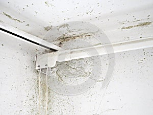 Black fungus mold grows in the corner of living room near the window. The walls are covered with mold