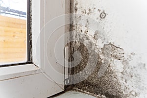 Black fungus on the wall near the plastic window. Mold and fungus destroy the white wall in the house. The wall needs to remove