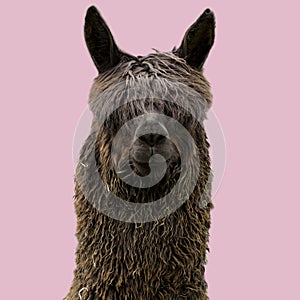 Black funny alpaca on pink background