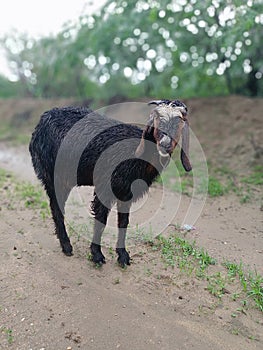 Black Funny Goat in farm,