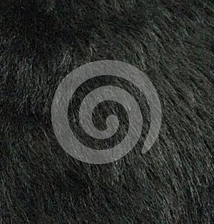 Black fur background