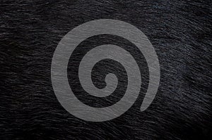Black fur. Background