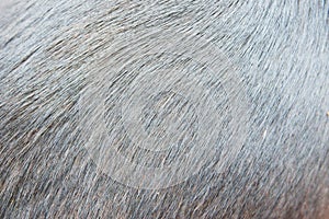 Black fur hair texture of dog
