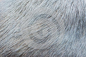 Black fur hair texture of dog