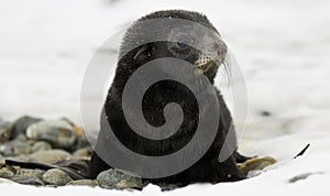 Black Fur Seal Pup in the Snow