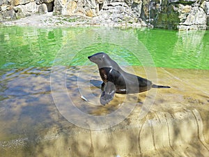 Black fur seal on the stone floor near the pool in the zoo