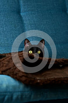 Black-furred domestic cat atop a dark-colored comfy couch blanket, gazing with alert curiosity