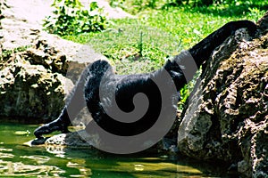 black furred gibbon
