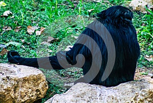 black furred gibbon