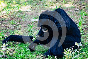 black furred gibbon