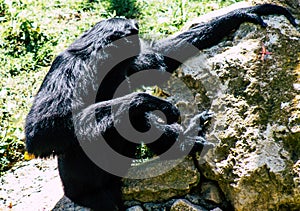 black furred gibbon