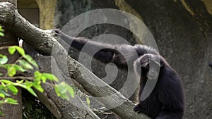 Black-furred gibbon is running to climbing a tree branches at zoo rainforest