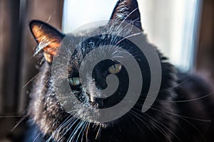 black furry cat photo