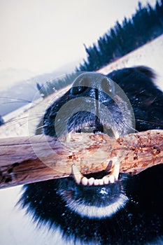 Black furry dog bites wood stick winter landscape