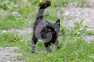 Black furry kitty walking in grass