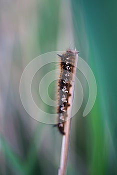 Black fuzzy caterpillar close up in the swamp